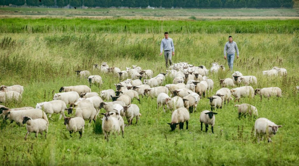 Stijn en Luc met de lammetjes